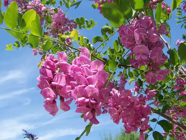 acacia-flowers image