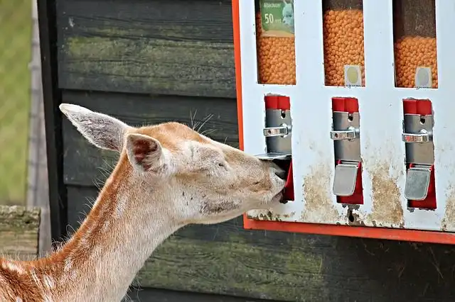 animal-feeder image