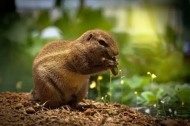 eating-the-animal image