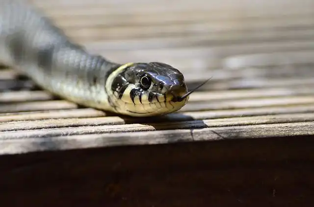 grass-snake image