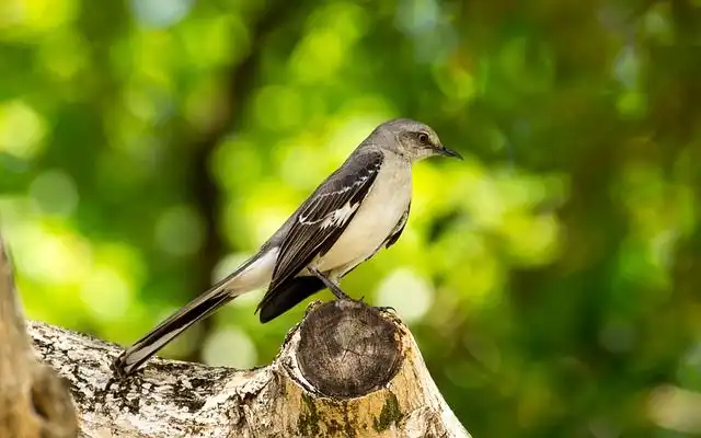 mockingbird image