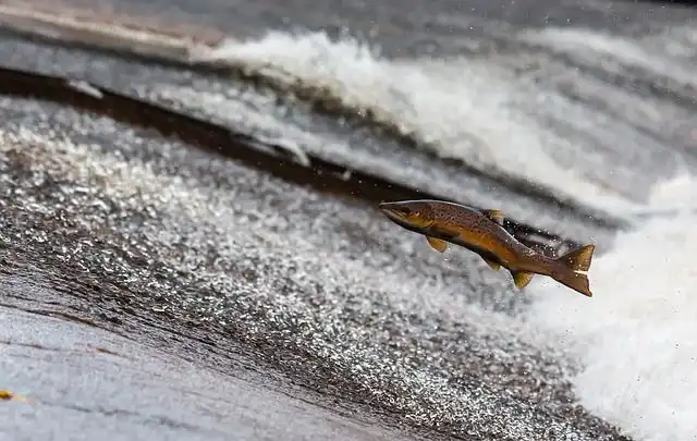 salmon image