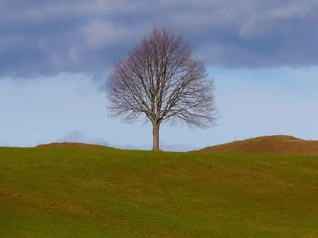 tree-of-life image